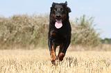 BEAUCERON 199